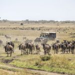 All You Need To Know About The Maasai Mara