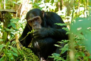 kibale-chimps
