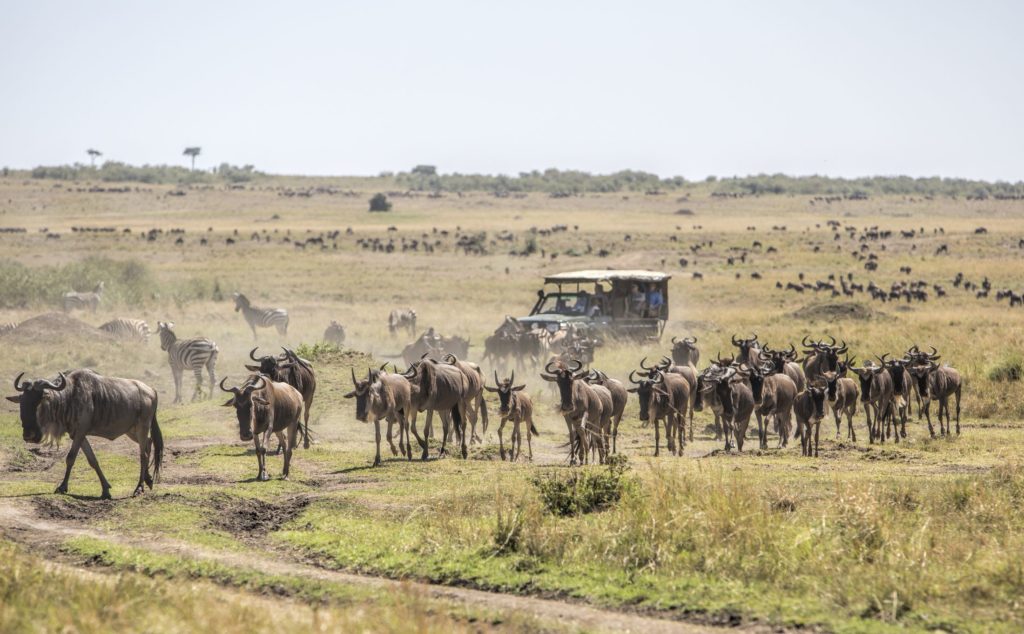 maasai-mara-safari