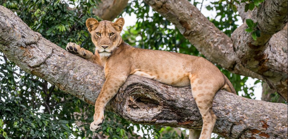 queen-elizabeth-tree-climbing-lion